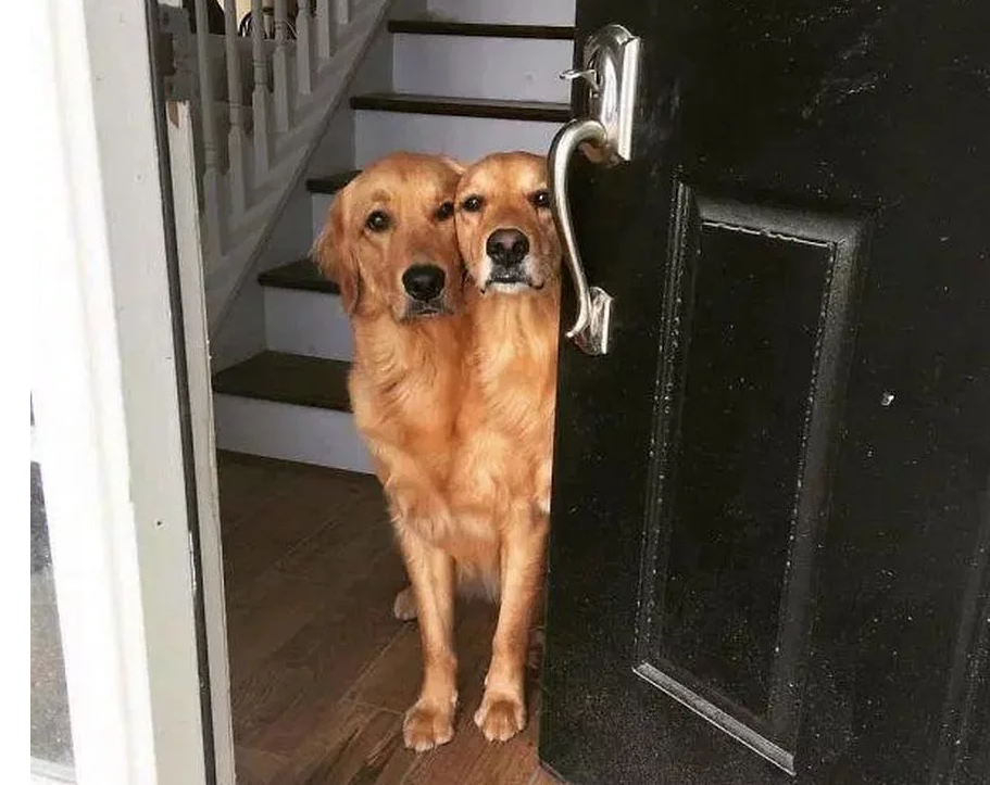 Illustration de l'article : L’illusion d’optique de cette image transforme un chien en un animal mutant !